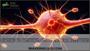 binding to nicotinic acetylcholine receptors
