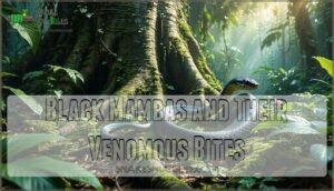 black mambas and their venomous bites