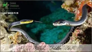 body shape and scales body shape and scales