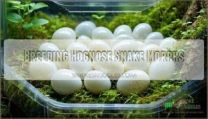 breeding hognose snake morphs