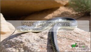 california king snake