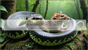 can boas eat rats