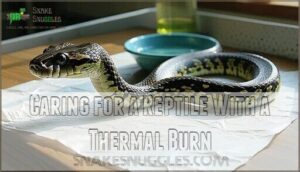 caring for a reptile with a thermal burn