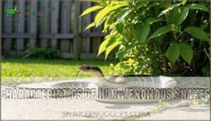 characteristics of non-venomous snakes