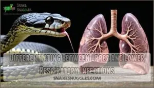 differentiating between upper and lower respiratory infections differentiating between upper and lower respiratory infections