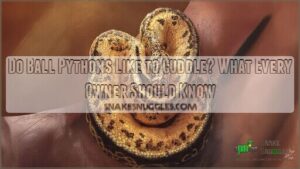 do ball pythons like to cuddle