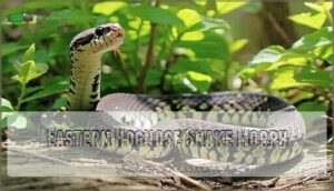 eastern hognose snake morph