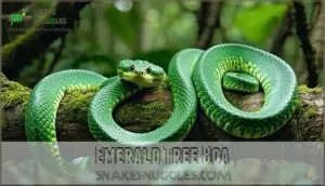 emerald tree boa emerald tree boa