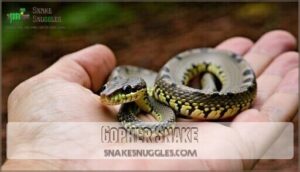 gopher snake