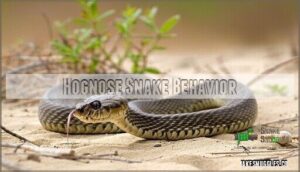 hognose snake behavior