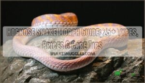 hognose snake morph guide