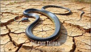 inland taipan