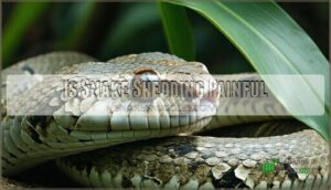 is snake shedding painful