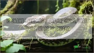 is snake shedding painful process is snake shedding painful process