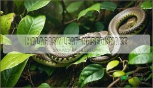 malagasy leaf-nosed snake