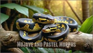 mojave and pastel morphs