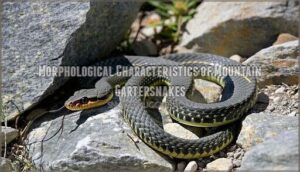 morphological characteristics of mountain gartersnakes