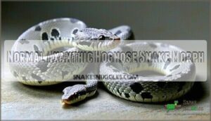 normal axanthic hognose snake morph