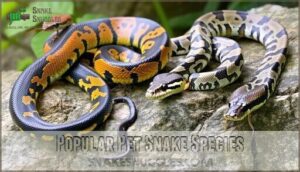 popular pet snake species
