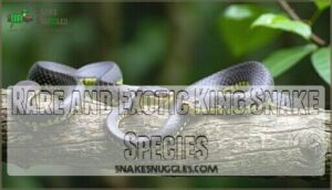 rare and exotic king snake species