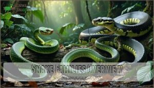snake families overview