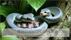 snake growth stages
