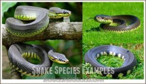 snake species examples
