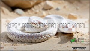 snow western hognose snake morph