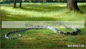 spotted patterns