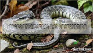stages of shedding and observation