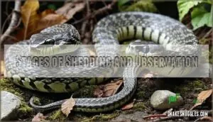 stages of shedding and observation stages of shedding and observation