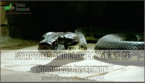 symptoms and clinical signs of nidovirus infection