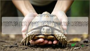 turtles and tortoises handling methods