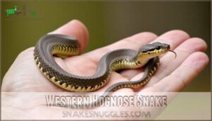 western hognose snake