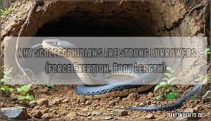 why scolecophidians are strong burrowers (force exertion, body length)