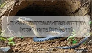 why scolecophidians are strong burrowers (force exertion, body length) why scolecophidians are strong burrowers (force exertion, body length)
