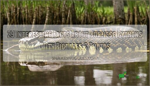 29 Interesting Facts About Burmese Pythons With Pictures & Photos