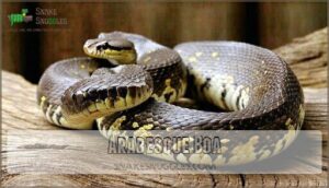 arabesque boa
