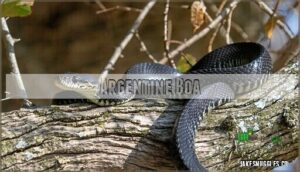 argentine boa