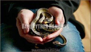 ball python handling
