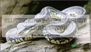 ball python shedding signs and process