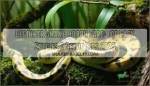 beginner snake morph care beginner snake morph care