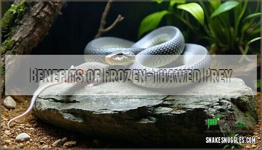 View of Rosy Boa Diet: What Should They Eat? Complete Feeding Guide