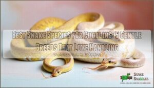 best snake species for cuddling