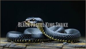 black pastel king snake