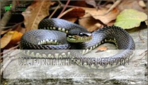 california kingsnake behavior