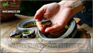 california kingsnake interaction