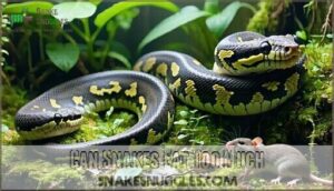 can snakes eat too much