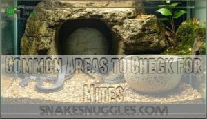 common areas to check for mites