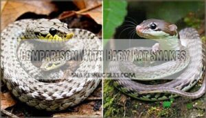 comparison with baby rat snakes
